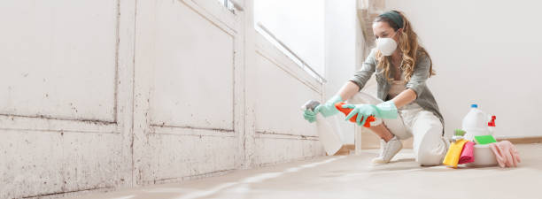 Best Mold Damage Restoration  in High Ridge, MO